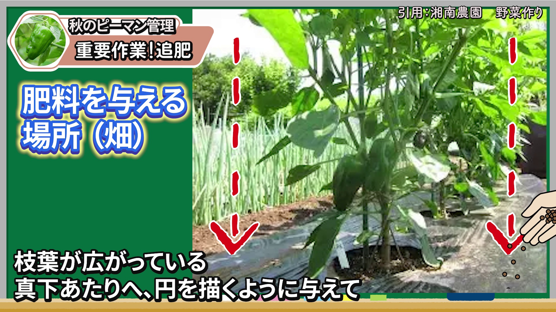 畑のピーマンへ枝葉の先端の真下に円を描くように追肥する場所