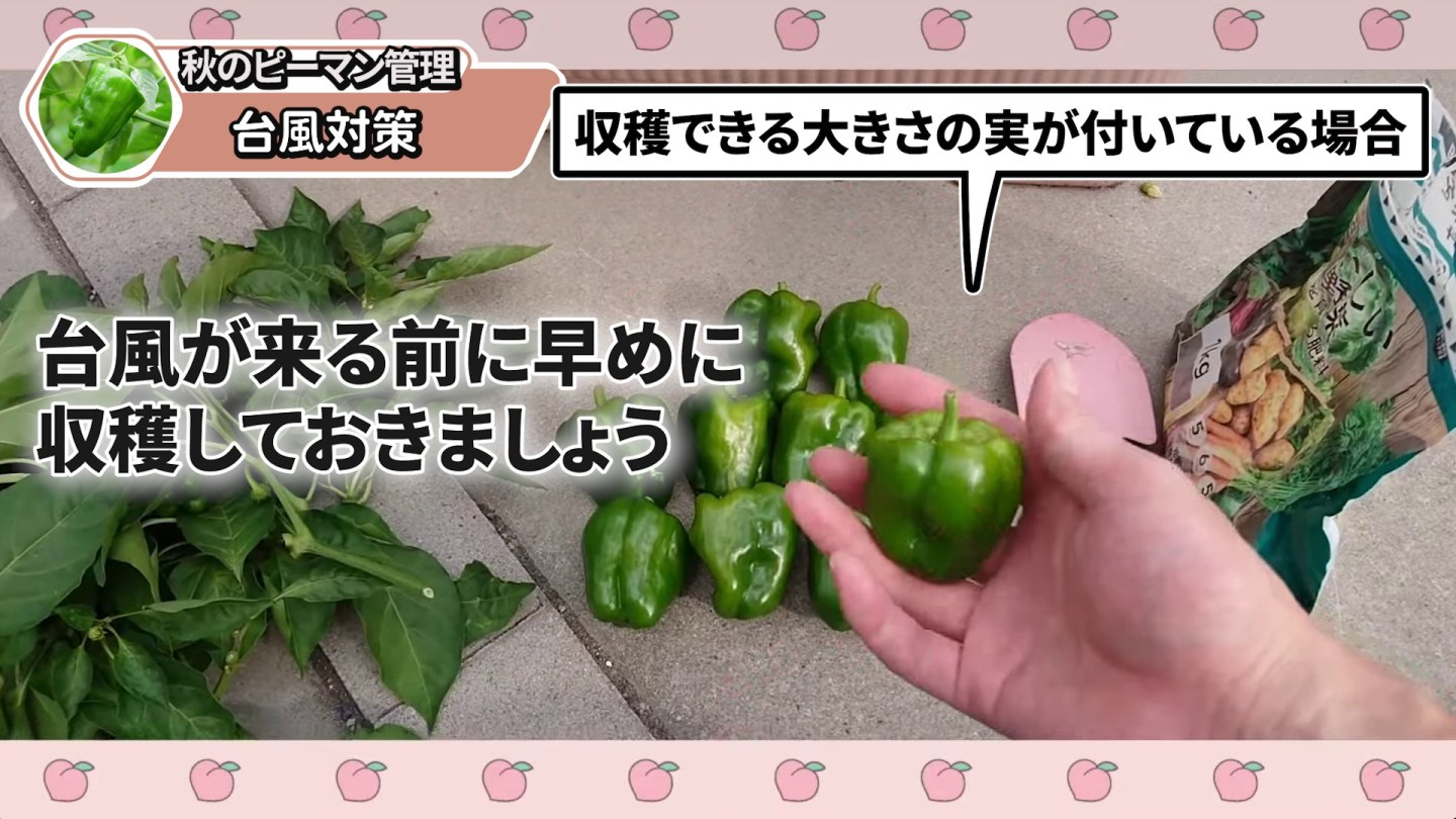 台風前に収穫できる大きさのピーマンを早めに収穫する