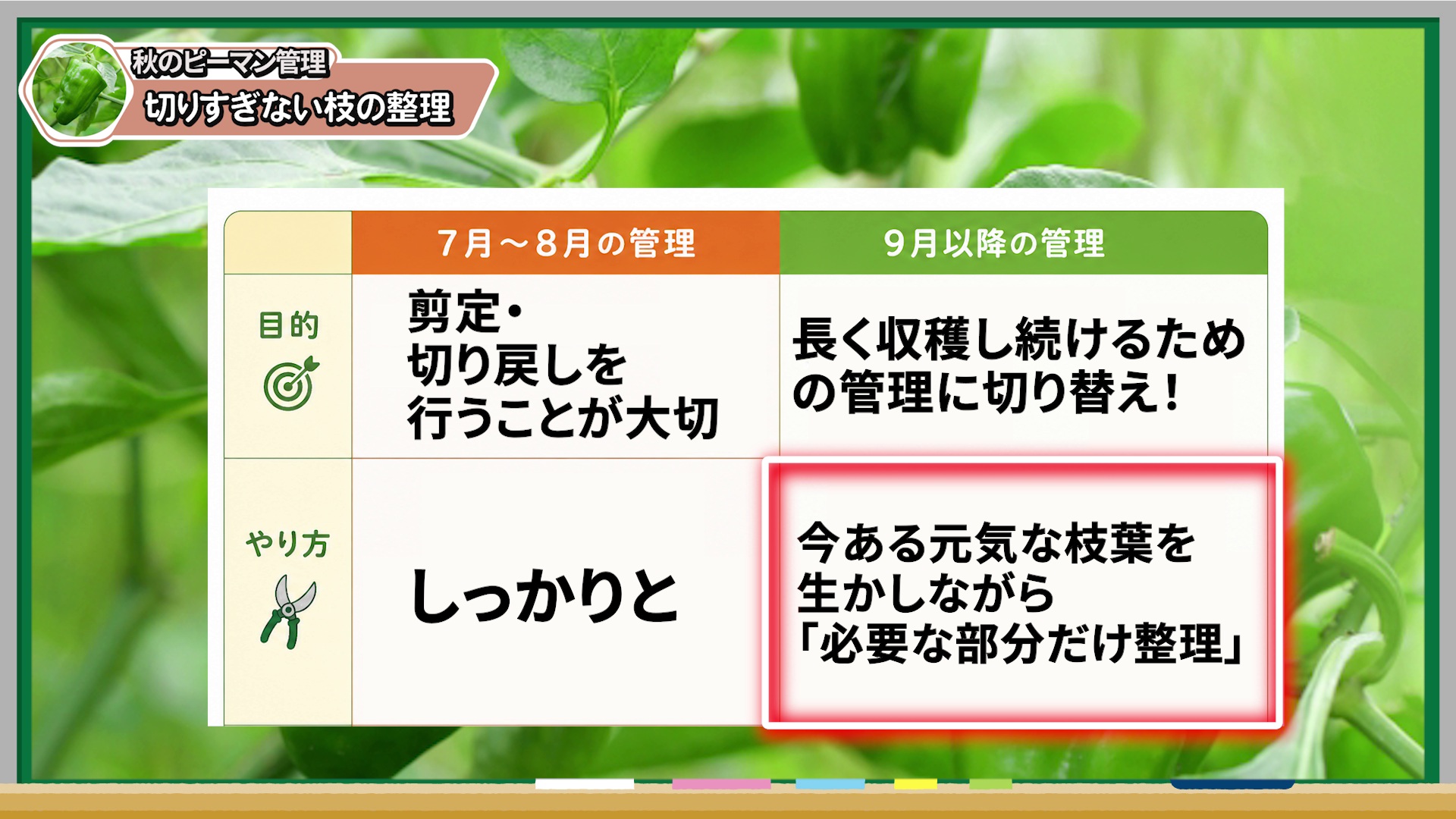 7月8月と9月以降のピーマン剪定の違い