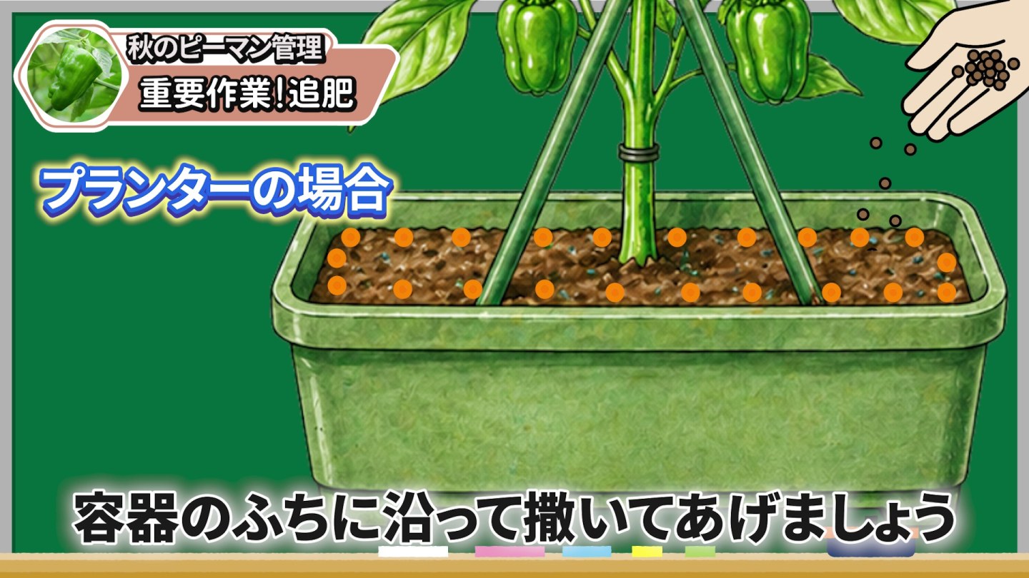プランターの縁に沿ってピーマンへ追肥する場所