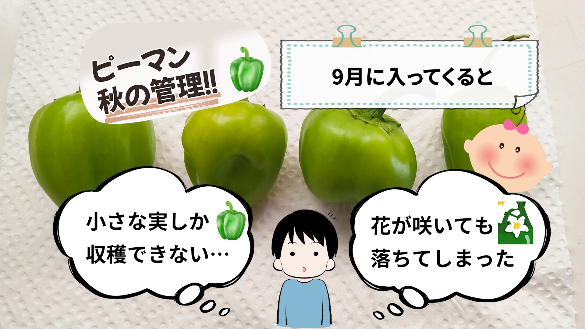 9月にピーマンの実が小さくなり花が落ちる悩み