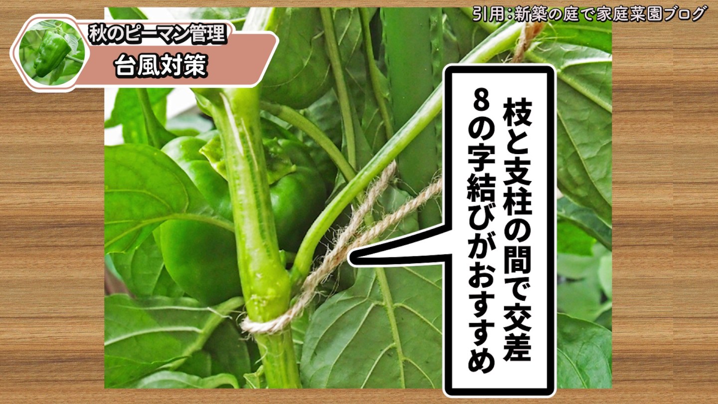 台風前にピーマンの枝と支柱を8の字に結ぶ方法