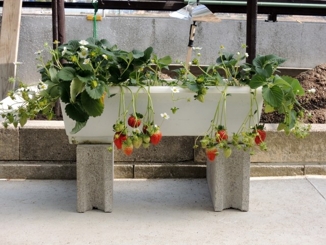 家庭菜園のプランターで赤い実を付けたイチゴ