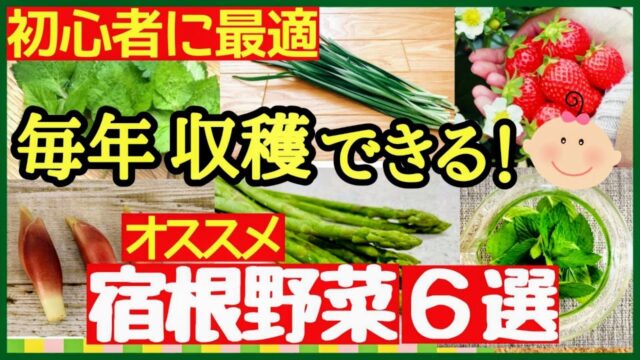毎年収穫できるおすすめ宿根野菜6選を紹介するアイキャッチ