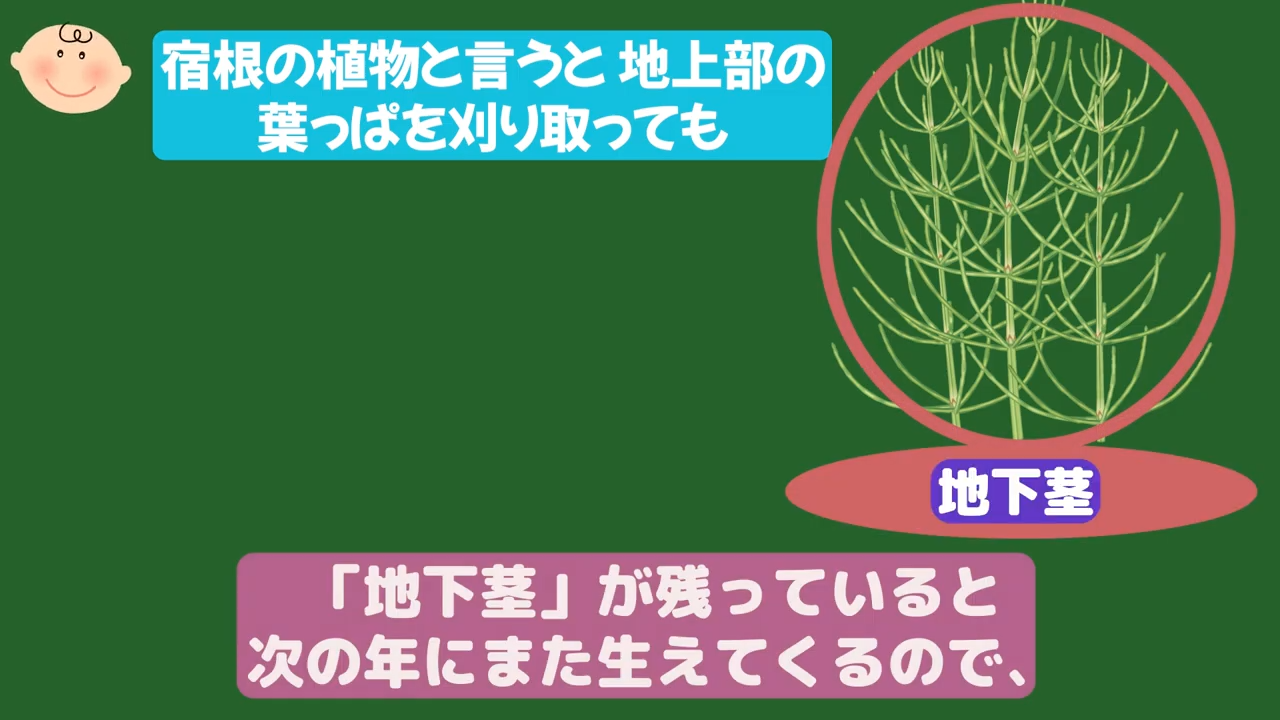 地上部が枯れても土の中に根や地下茎が残る宿根野菜の仕組み
