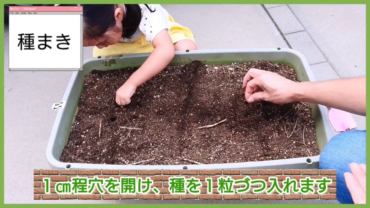 白菜の種を穴へ1粒ずつまく様子