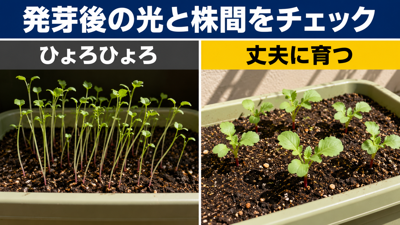 日照不足でひょろひょろしたラディッシュ苗と株間を確保した丈夫な苗の比較
