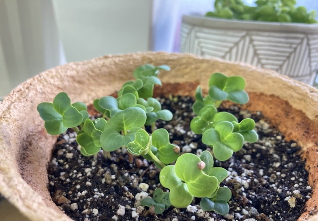 鉢の中で発芽したラディッシュの元気な芽