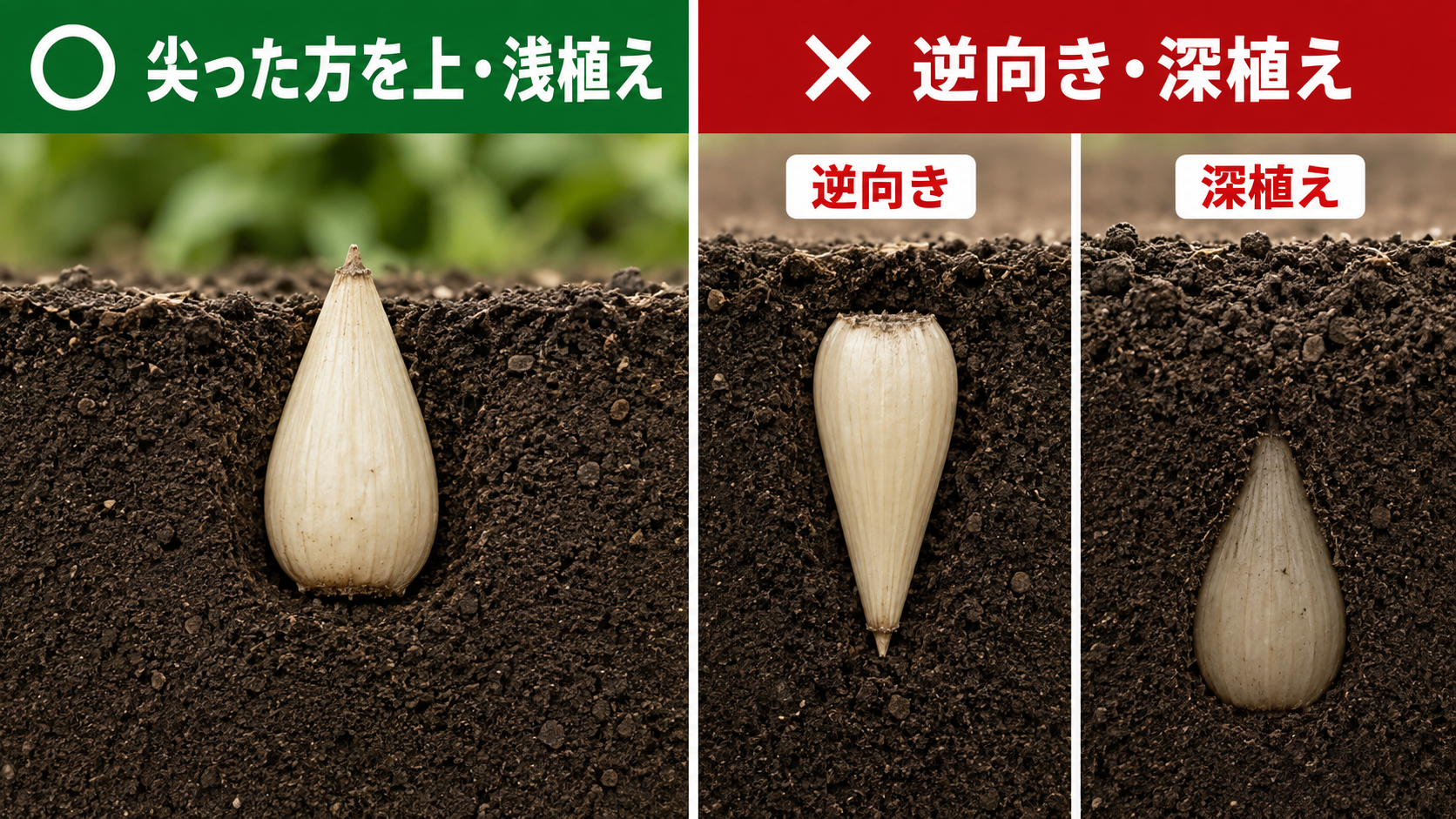 らっきょうの尖った方を上にした浅植えと逆向き・深植えの比較