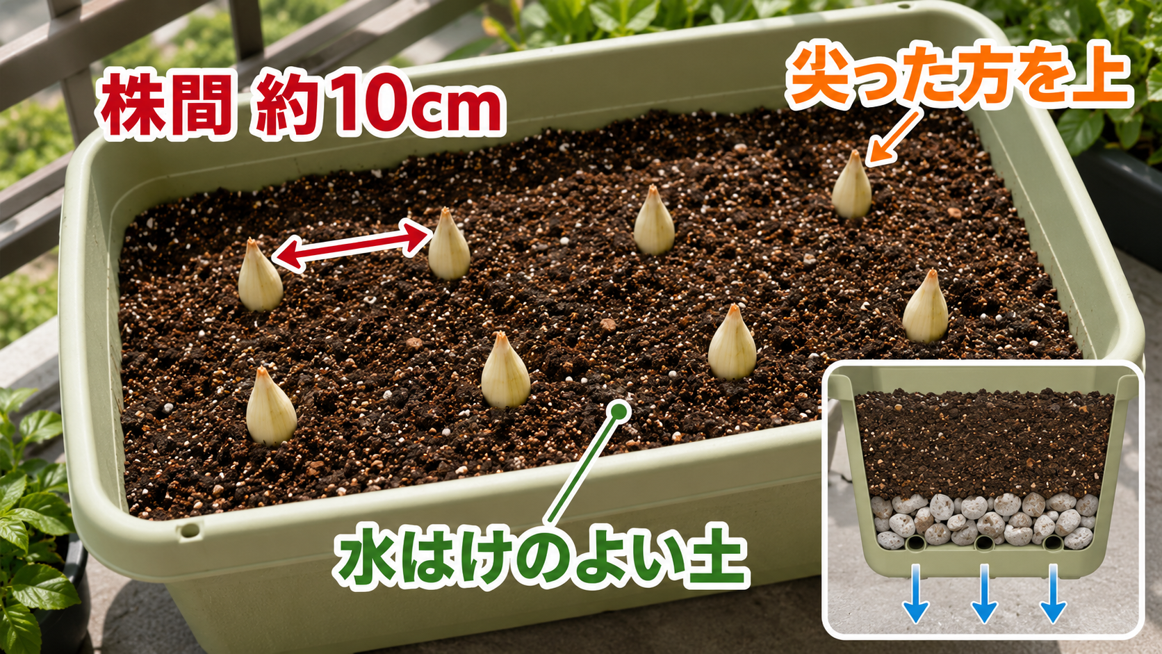 プランターへらっきょうを約10cm間隔で植える配置と排水構造