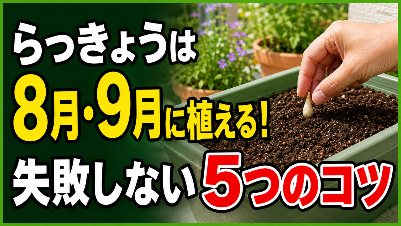 らっきょうを8月・9月に植える時の5つのコツを伝えるアイキャッチ