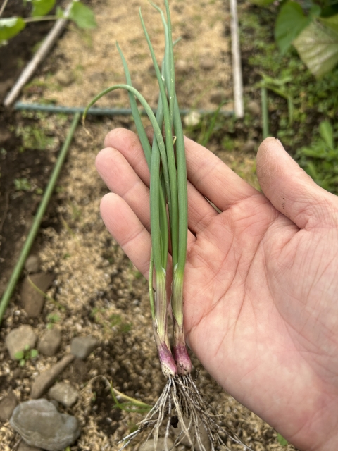 白い根が伸びた植え付け前の赤タマネギ苗