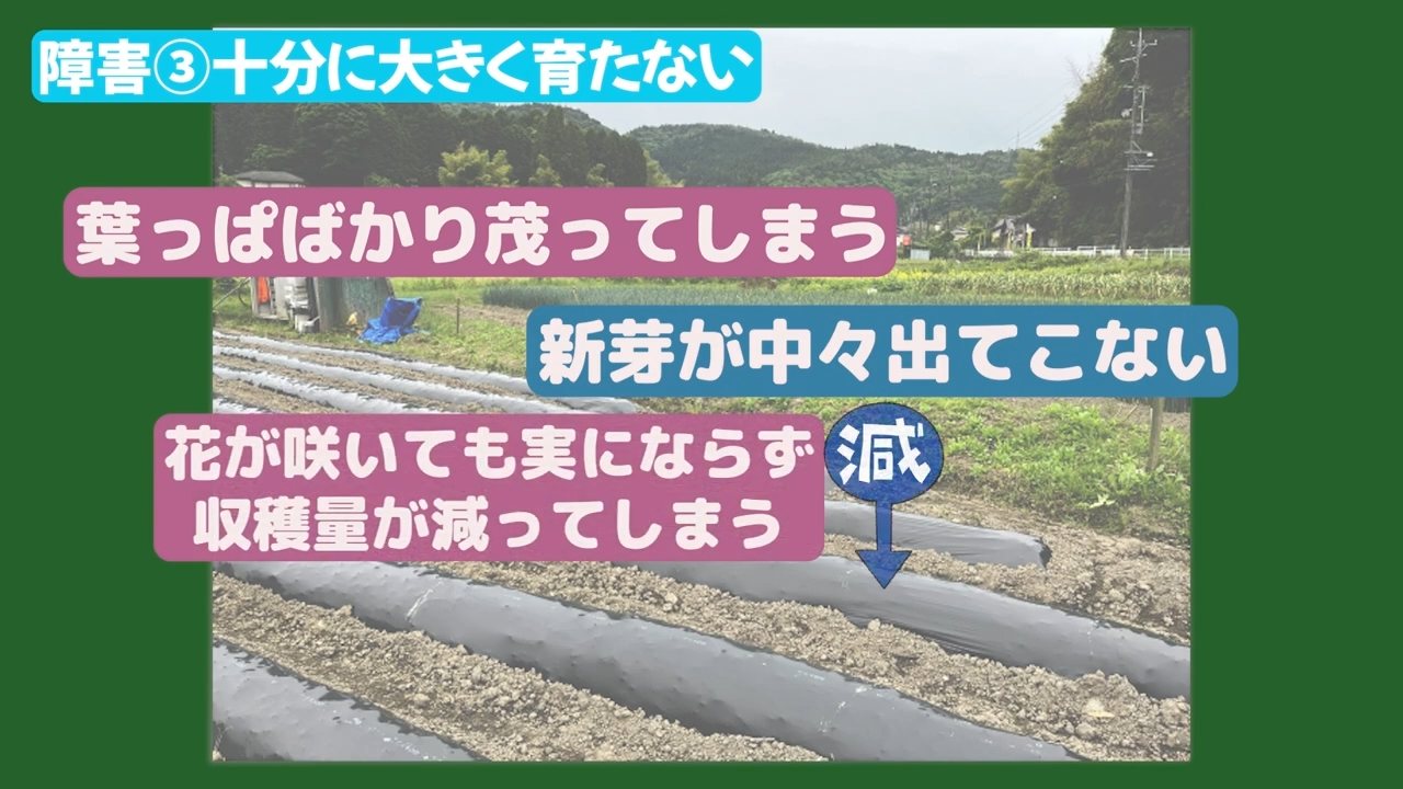 連作障害の原因となる土の養分バランスの偏り