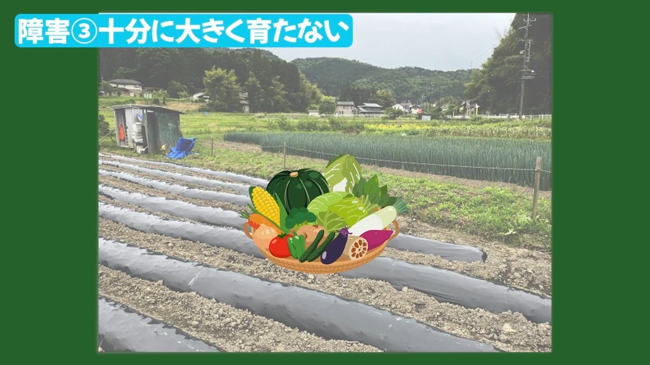 葉が茂る、新芽が出ない、実がならないなどの生育不良