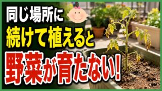 同じ場所に野菜を続けて植えると育たない連作障害を表したアイキャッチ