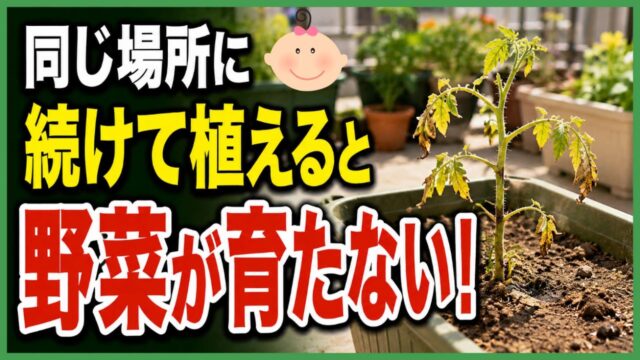 同じ場所に野菜を続けて植えると育たない連作障害を表したアイキャッチ