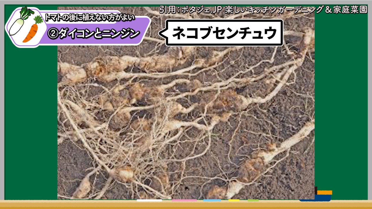 ネコブセンチュウの疑いがある小さなコブの付いたトマトの根
