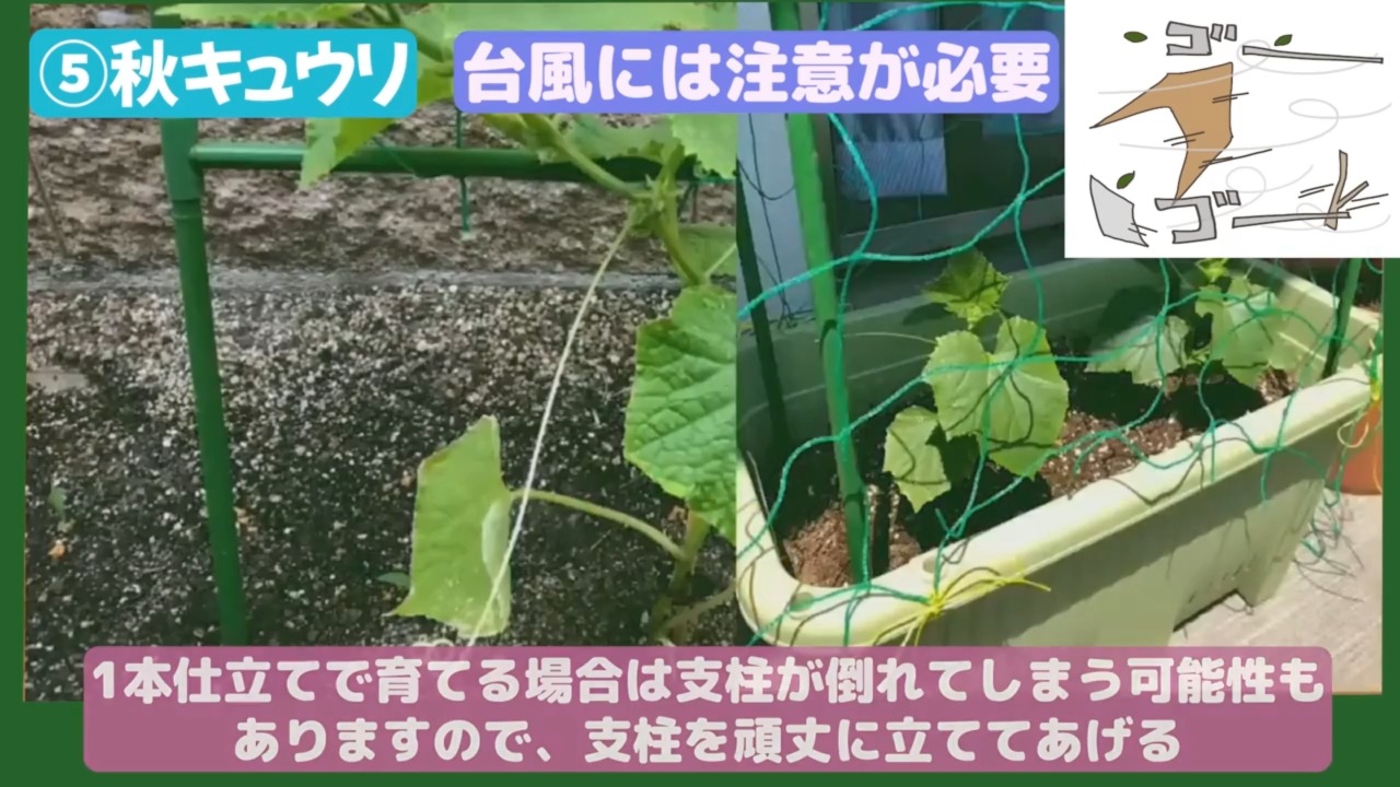 支柱に誘引して育てる秋キュウリ