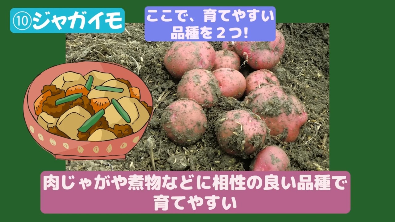 家庭菜園で収穫した秋ジャガイモ