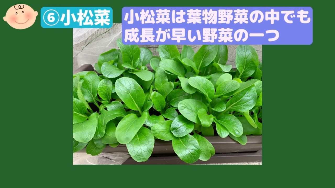 家庭菜園で収穫した小松菜