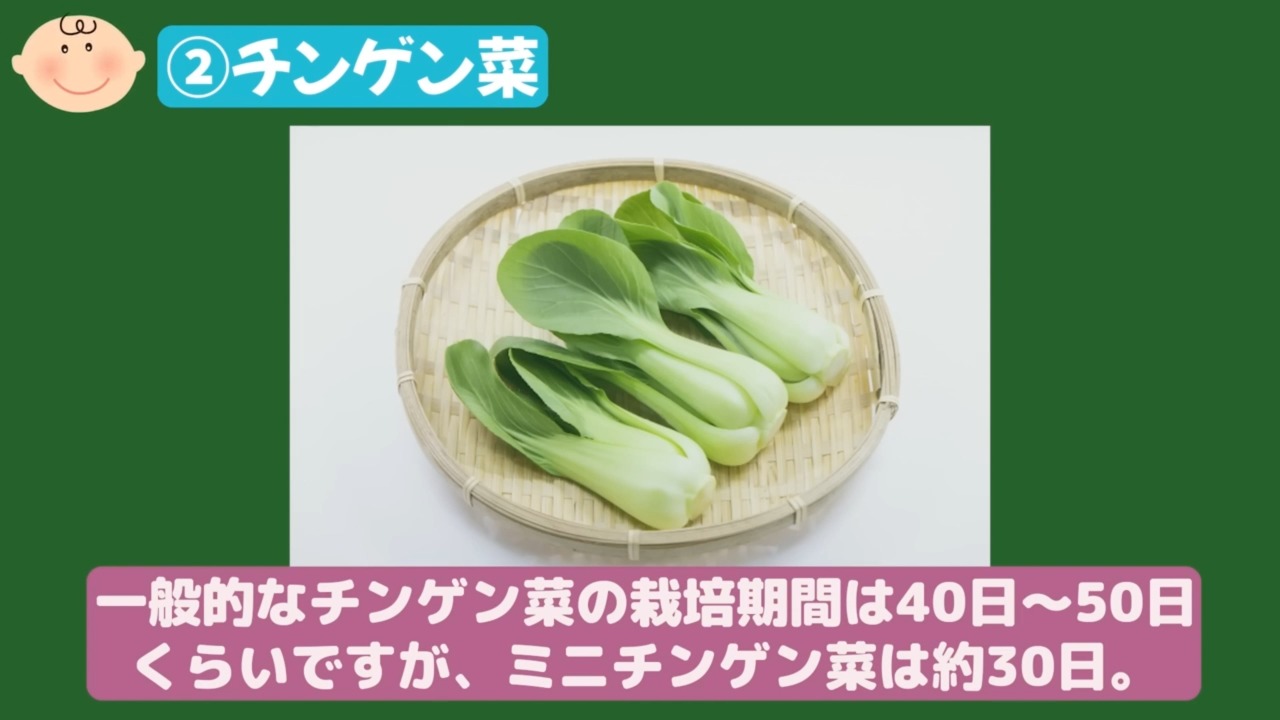 家庭菜園で収穫したミニチンゲン菜