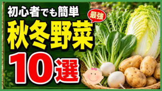 初心者向けの秋冬野菜10選を紹介するアイキャッチ