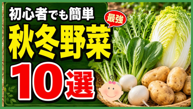 初心者向けの秋冬野菜10選を紹介するアイキャッチ