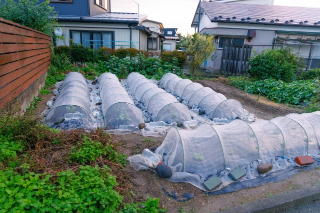 寒冷紗をトンネル状に掛けた家庭菜園の畝