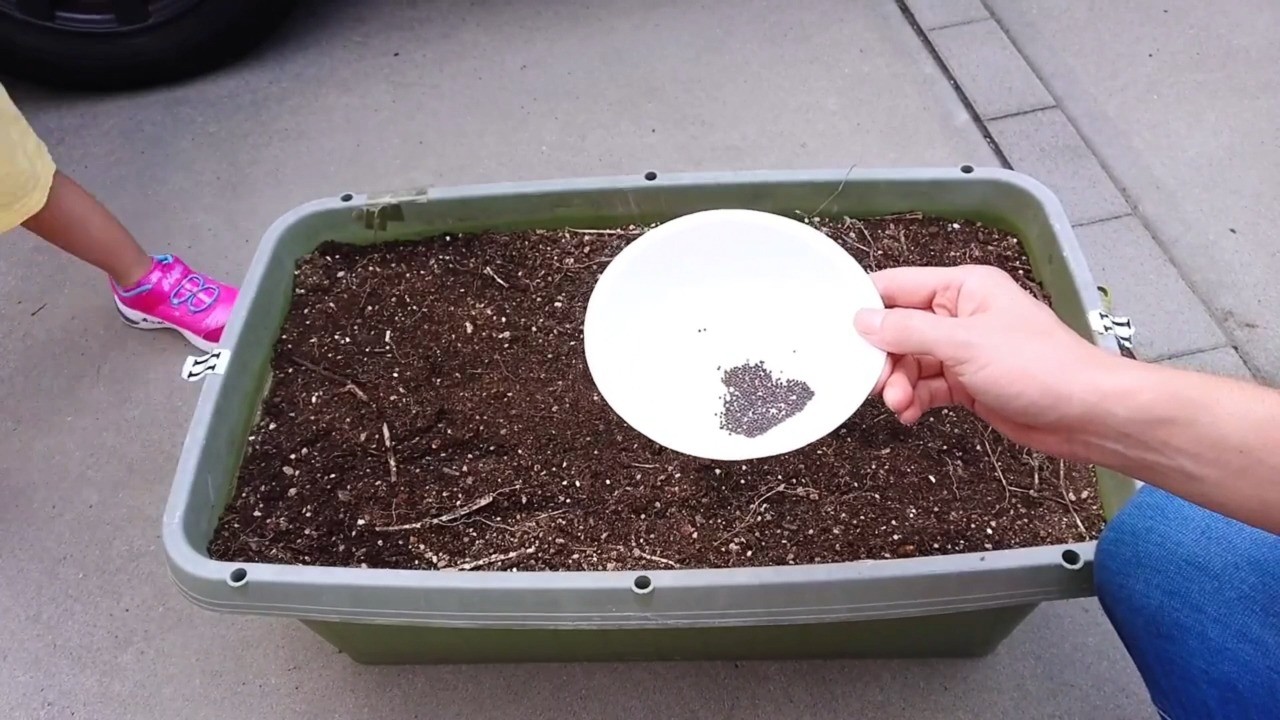 手のひらに載せた小さな白菜の種