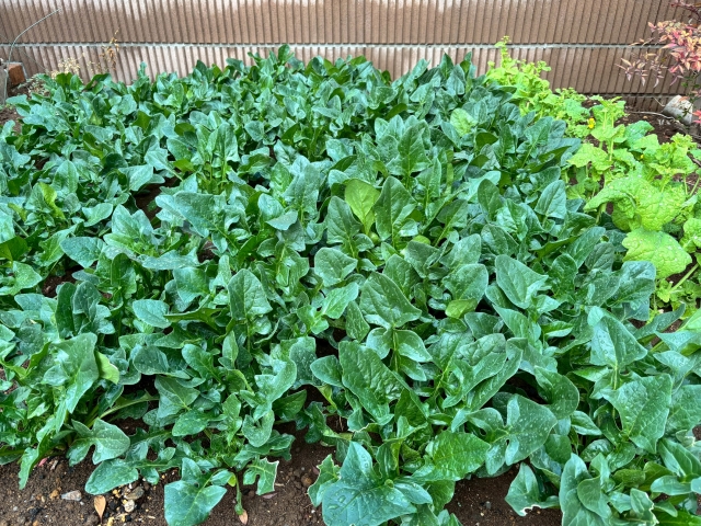 家庭菜園で元気に育つほうれん草
