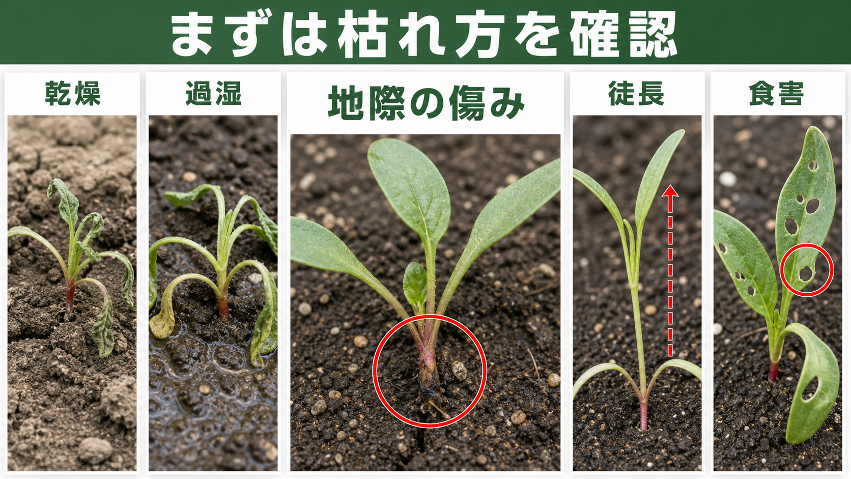 ほうれん草の苗が枯れる5つの見分け方