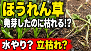 ほうれん草が発芽後に枯れる原因と水やり、立枯れの見分け方を紹介するアイキャッチ
