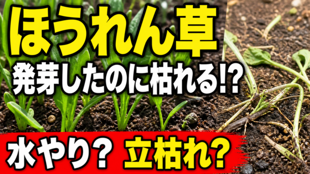 ほうれん草が発芽後に枯れる原因と水やり、立枯れの見分け方を紹介するアイキャッチ