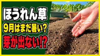 9月のほうれん草の種まきと発芽しない悩みを示すアイキャッチ