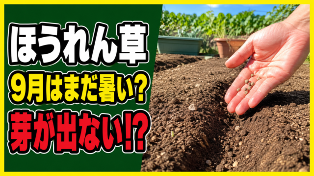 9月のほうれん草の種まきと発芽しない悩みを示すアイキャッチ