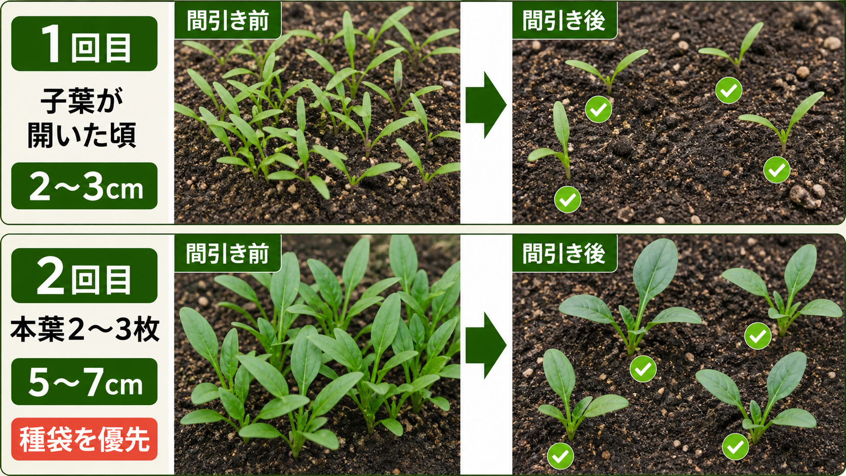 ほうれん草の1回目と2回目の間引き