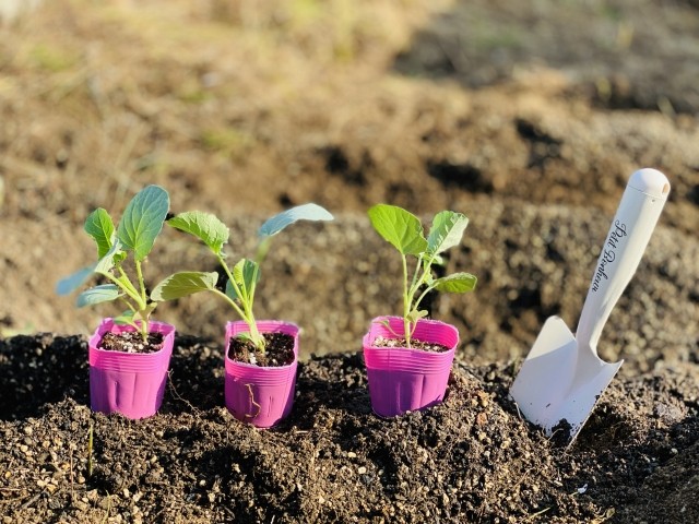植え付け前のスティックブロッコリー苗と園芸用スコップ