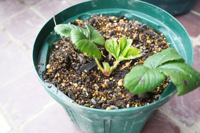 鉢植えイチゴ苗の株元にあるクラウン