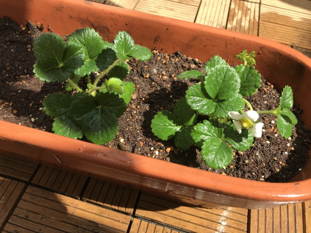 植え付けが完了したイチゴ苗のプランター