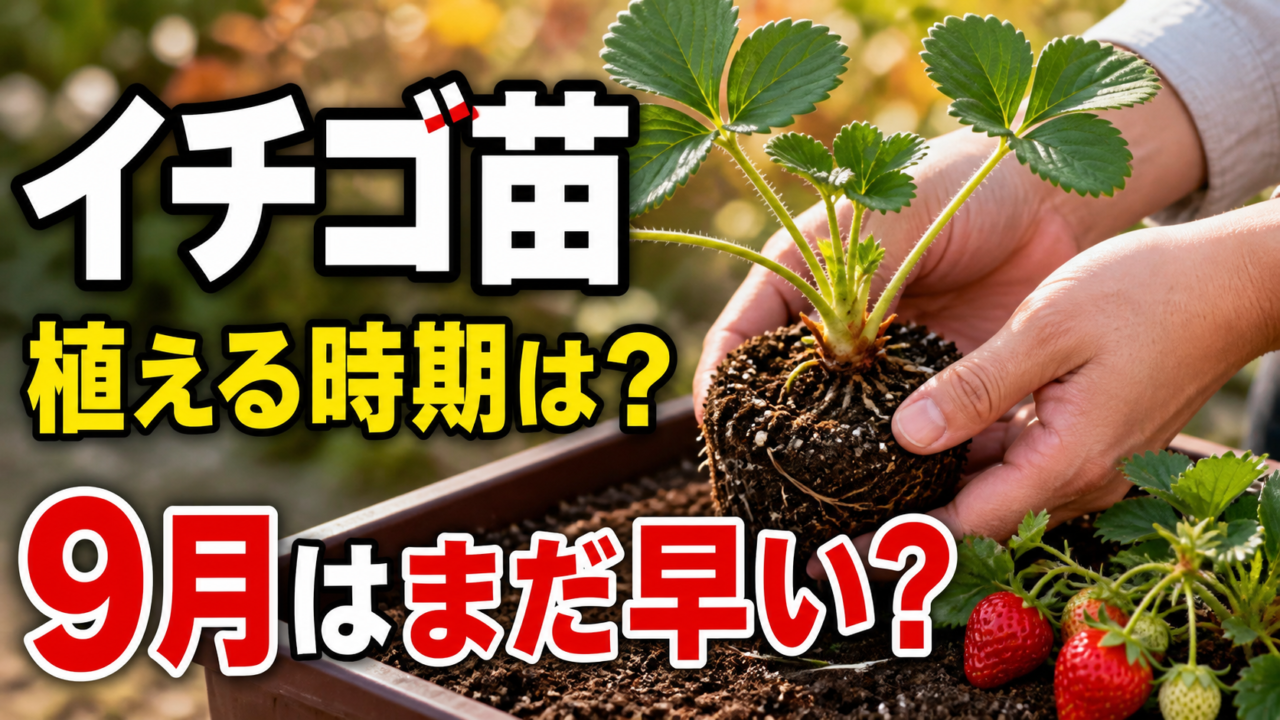 イチゴ苗の植え付け時期と9月はまだ早いのかを伝えるアイキャッチ