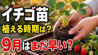イチゴ苗の植え付け時期と9月はまだ早いのかを伝えるアイキャッチ