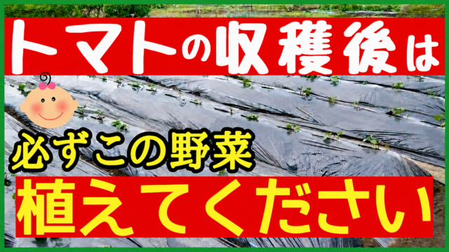 トマトの収穫後に植えるおすすめ野菜を紹介するアイキャッチ