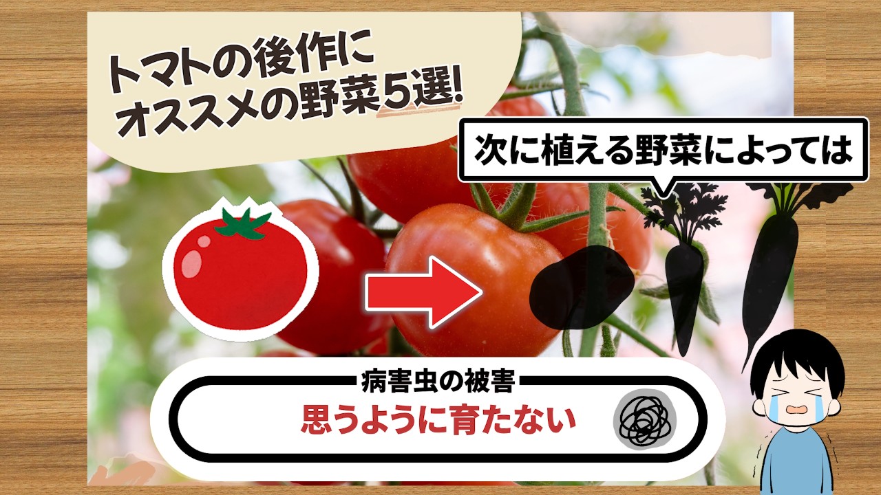 トマトの後作選びで起こり得る病害虫と生育不良