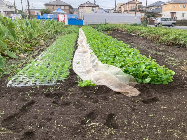 家庭菜園で支柱を使い野菜を防虫ネットで覆う様子