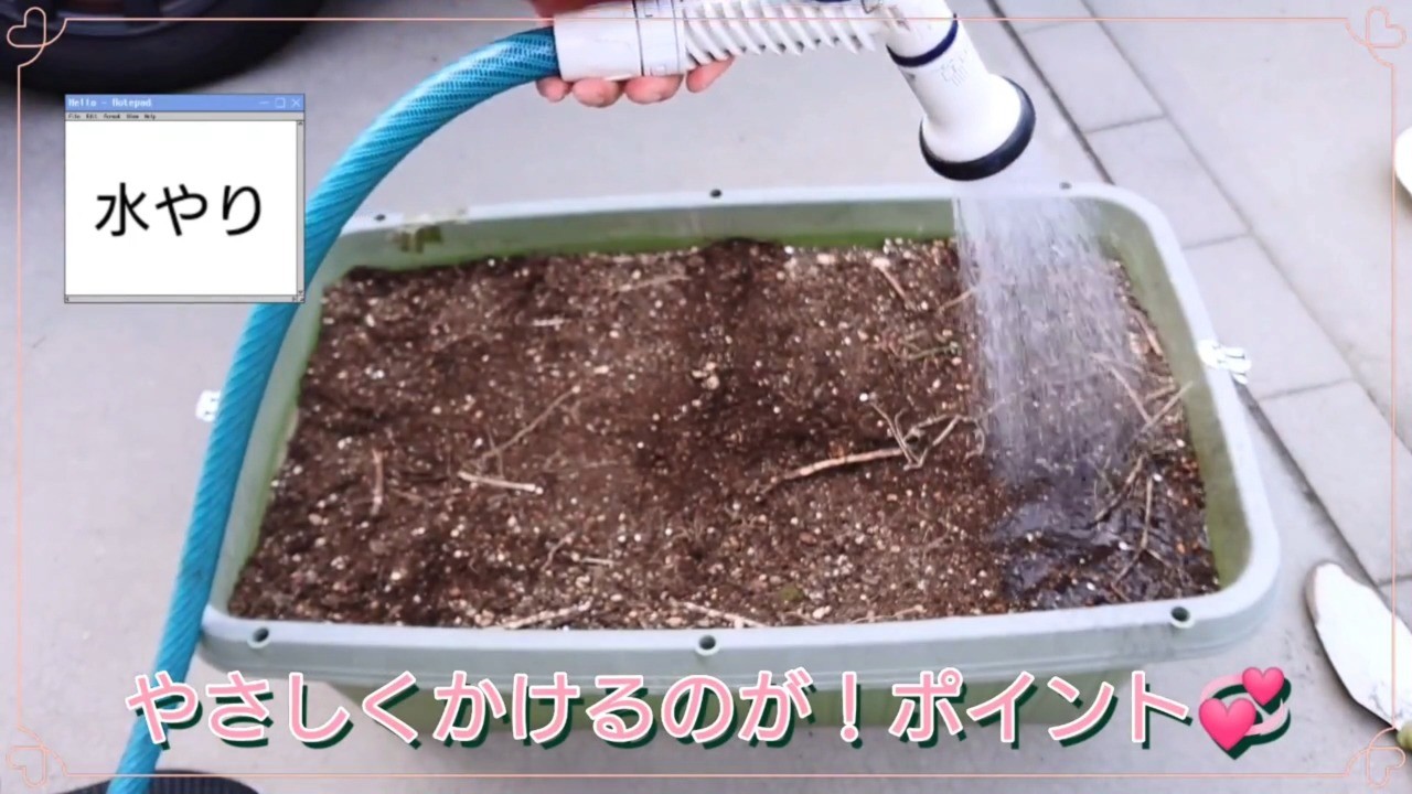 じょうろで白菜の種まき後の土へやさしく水を与える様子