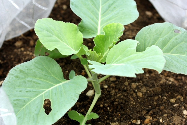 畑へ植え付けた若いキャベツ苗