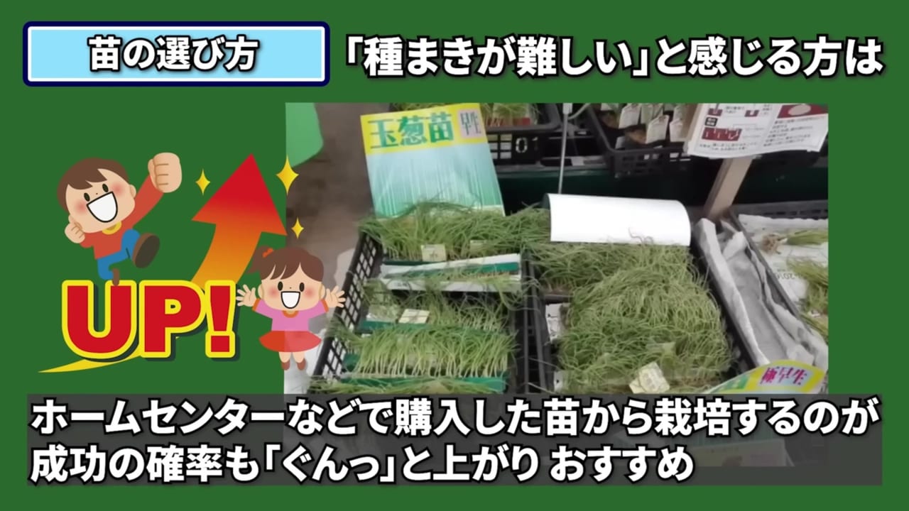 購入した玉ねぎ苗の根と株元を確認する動画実写