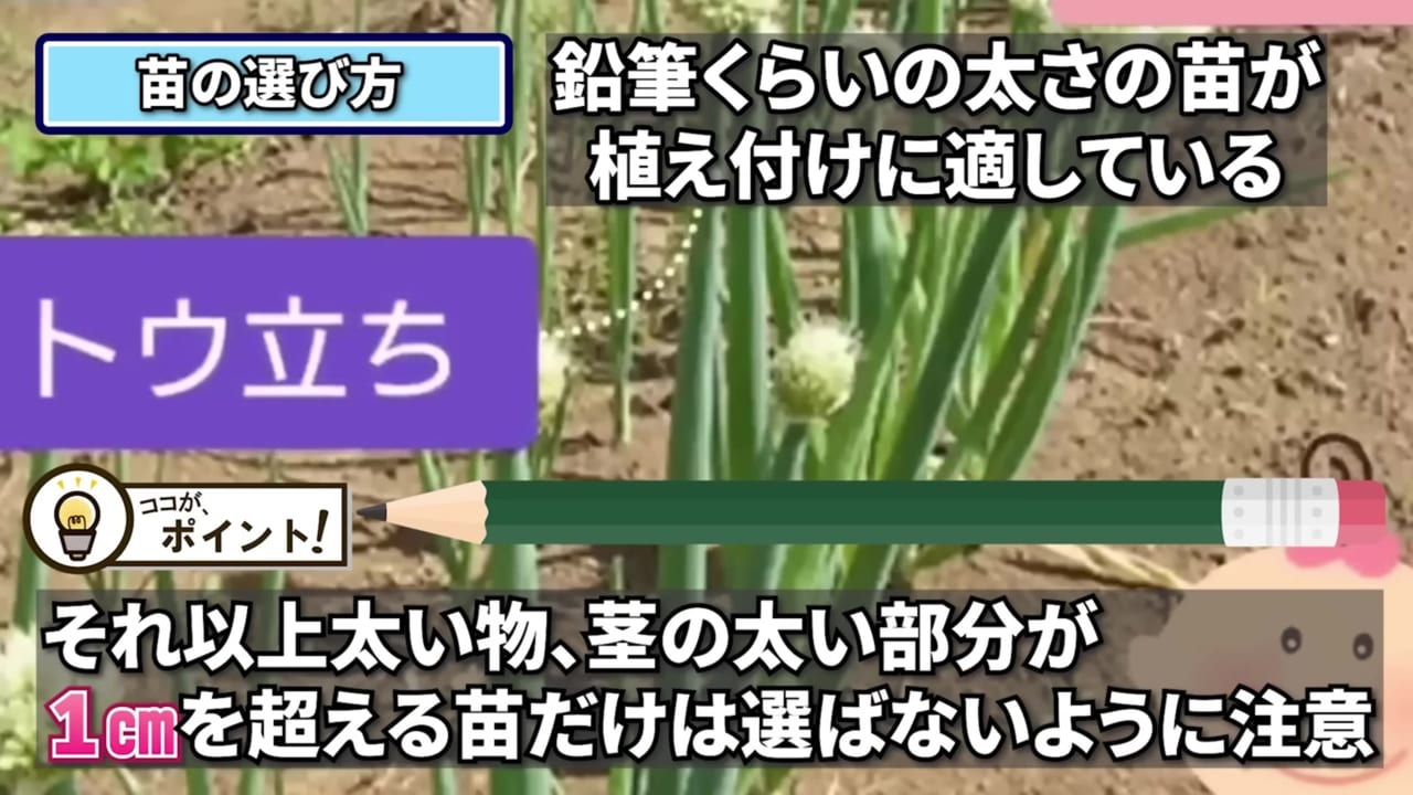 玉ねぎ苗の根元の太さを鉛筆と比べる動画実写
