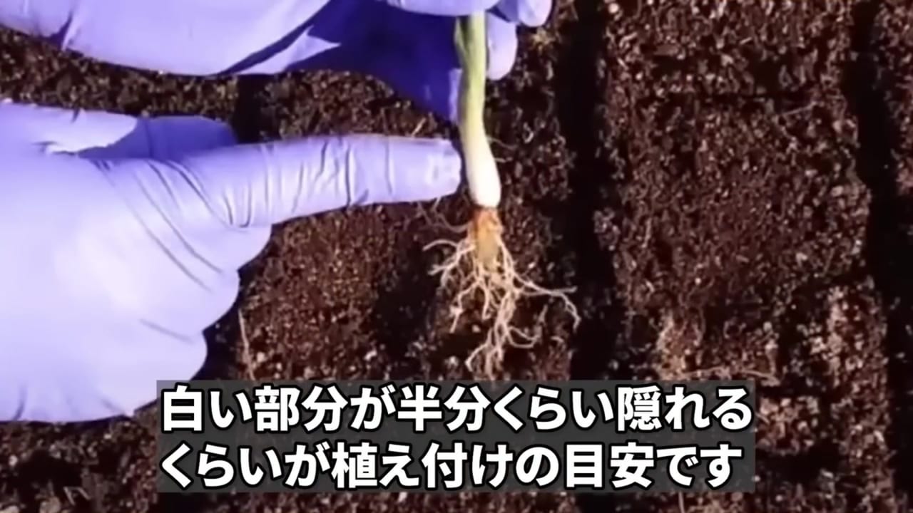 玉ねぎ苗の白い部分を半分ほど土に入れる動画実写