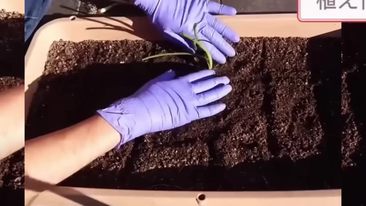 植え付けた玉ねぎ苗の株元の土を指で押さえる動画実写